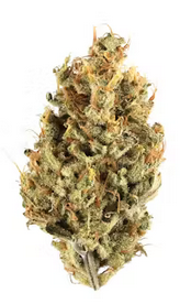Chocolate Diesel