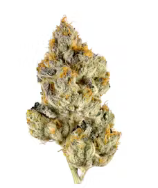 Galactic Jack