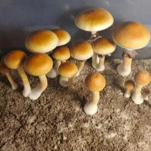 Golden Teacher