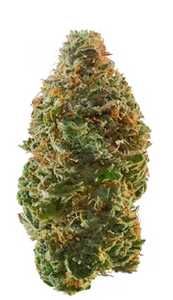 Jungle Mints