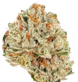 King Tut
