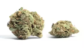 White Rhino